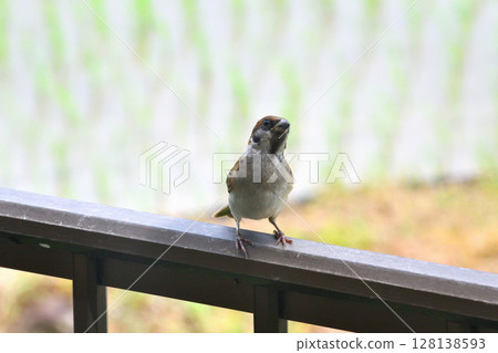 Sparrows: Sparrow parents and children, young birds 128138593