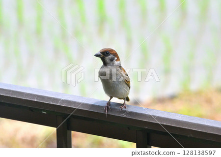 麻雀:麻雀親子、幼鳥 麻雀:麻雀親子、幼鳥 128138597