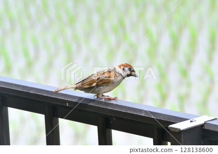 Sparrows: Sparrow parents and children, young birds Sparrows: Sparrow parents and children, young birds 128138600