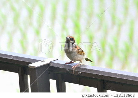 Sparrows: Sparrow parents and children, young birds Sparrows: Sparrow parents and children, young birds 128138608