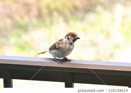 麻雀：麻雀親子、幼鳥 128138614