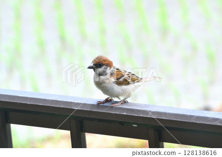 麻雀：麻雀親子、幼鳥 128138616