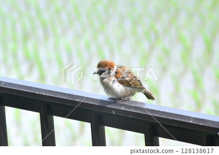 麻雀:麻雀親子、幼鳥 麻雀:麻雀親子、幼鳥 128138617