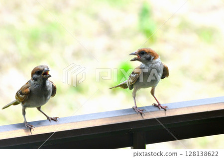 麻雀:麻雀親子、幼鳥 麻雀:麻雀親子、幼鳥 128138622