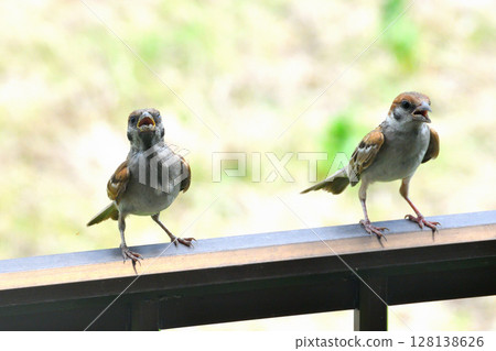 Sparrows: Sparrow parents and children, young birds Sparrows: Sparrow parents and children, young birds 128138626