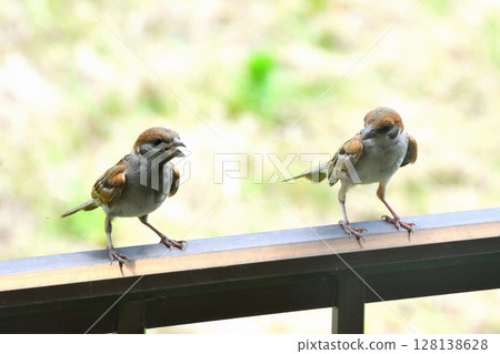 麻雀：麻雀親子、幼鳥 128138628