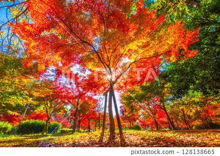 鮮豔的秋楓葉和淺色條紋 128138665