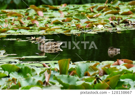 鴨媽媽和她的小鴨子漂浮在睡蓮沼澤中 鴨媽媽和她的小鴨子漂浮在睡蓮沼澤中 128138667