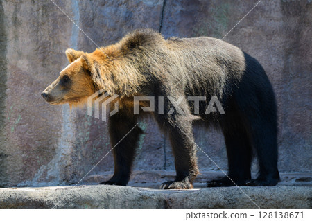 棕熊站崗 棕熊站崗 128138671