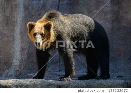 Brown bear on guard 128138672