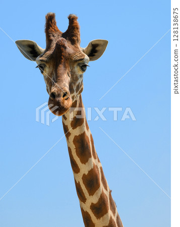 Reticulated giraffe head Reticulated giraffe head 128138675