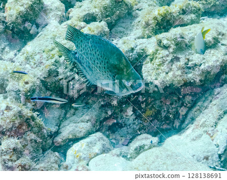 黑斑鲉等。正在清理的清潔瀨魚。伊豆半島南伊豆町中木町廣島濱 128138691