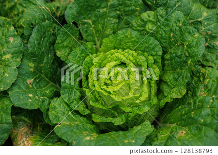 Chinese cabbage crops growing at field Chinese cabbage crops growing at field 128138793