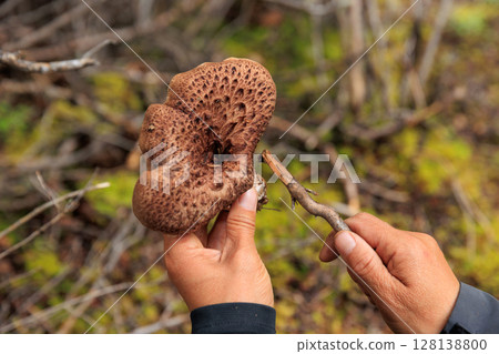 Picking wild sarcodon imbricatus, edible mushroom in forest of China 128138800