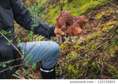 Picking wild sarcodon imbricatus, edible mushroom in forest of China 128138803