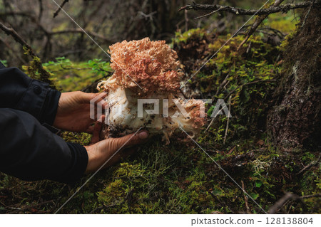 Picking wild clavariaceae mushroom edible in forest of China 128138804