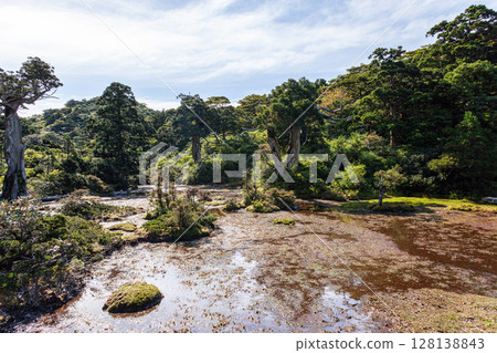 Paradise above the clouds, Kohana no Egawa, World Natural Heritage Site, Yakushima (Spring) 128138843
