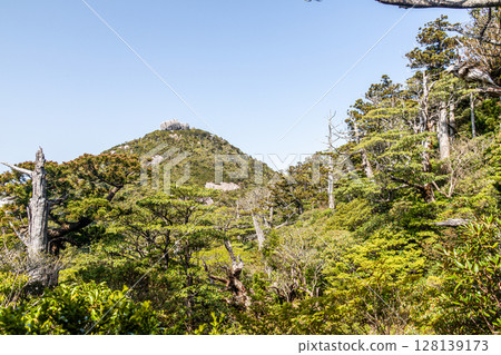 Fresh green leaves of Mount Takaban, Yakushima, a World Heritage Site (Spring) 128139173