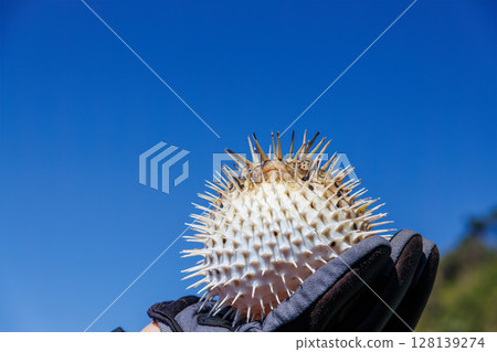 Angry and inflated porcupine fish. Hirizohama Nakagi Minamiizu Town Izu Peninsula Shizuoka Prefecture 2024 128139274