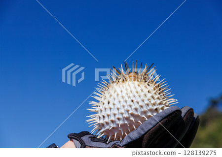 憤怒膨脹的刺魨。伊豆半島南伊豆町 Hirizohama Nakagi,靜岡縣,2024年 憤怒膨脹的刺魨。伊豆半島南伊豆町 Hirizohama Nakagi,靜岡縣,2024年 128139275