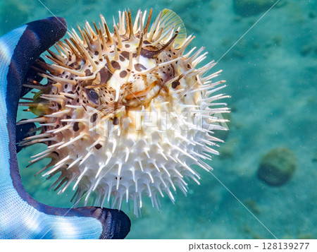 Angry and inflated porcupine fish. Hirizohama Nakagi Minamiizu Town Izu Peninsula Shizuoka Prefecture 2024 128139277