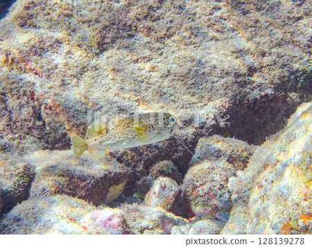 Angry and inflated porcupine fish. Hirizohama Nakagi Minamiizu Town Izu Peninsula Shizuoka Prefecture 2024 128139278