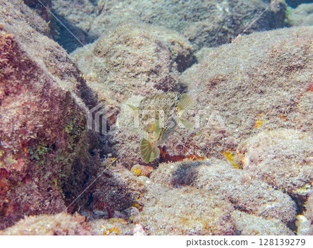 Angry and inflated porcupine fish. Hirizohama Nakagi Minamiizu Town Izu Peninsula Shizuoka Prefecture 2024 128139279