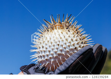 Angry and inflated porcupine fish. Hirizohama Nakagi Minamiizu Town Izu Peninsula Shizuoka Prefecture 2024 Angry and inflated porcupine fish. Hirizohama Nakagi Minamiizu Town Izu Peninsula Shizuoka Prefecture 2024 128139284