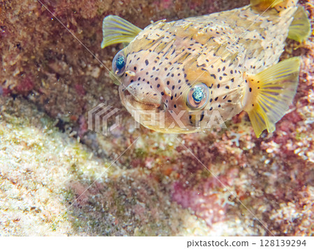 Angry and inflated porcupine fish. Hirizohama Nakagi Minamiizu Town Izu Peninsula Shizuoka Prefecture 2024 128139294