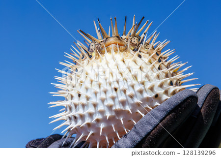 Angry and inflated porcupine fish. Hirizohama Nakagi Minamiizu Town Izu Peninsula Shizuoka Prefecture 2024 Angry and inflated porcupine fish. Hirizohama Nakagi Minamiizu Town Izu Peninsula Shizuoka Prefecture 2024 128139296
