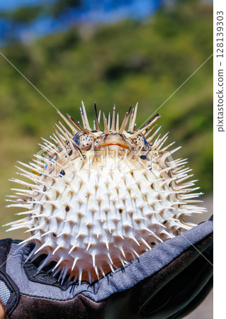 Angry and inflated porcupine fish. Hirizohama Nakagi Minamiizu Town Izu Peninsula Shizuoka Prefecture 2024 128139303