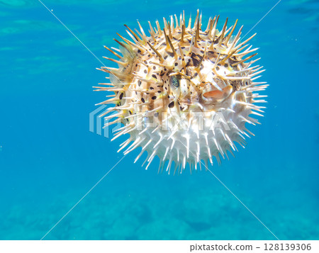 憤怒膨脹的刺魨。伊豆半島南伊豆町 Hirizohama Nakagi,靜岡縣,2024年 憤怒膨脹的刺魨。伊豆半島南伊豆町 Hirizohama Nakagi,靜岡縣,2024年 128139306