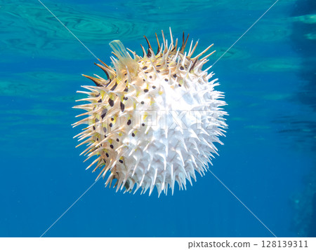 憤怒膨脹的刺魨。伊豆半島南伊豆町 Hirizohama Nakagi,靜岡縣,2024年 憤怒膨脹的刺魨。伊豆半島南伊豆町 Hirizohama Nakagi,靜岡縣,2024年 128139311