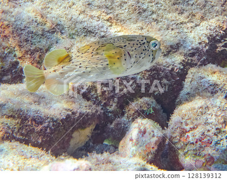 憤怒膨脹的刺魨。伊豆半島南伊豆町 Hirizohama Nakagi,靜岡縣,2024年 憤怒膨脹的刺魨。伊豆半島南伊豆町 Hirizohama Nakagi,靜岡縣,2024年 128139312