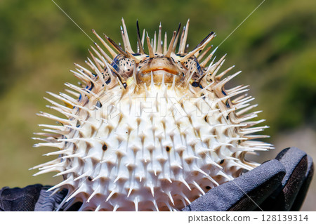 Angry and inflated porcupine fish. Hirizohama Nakagi Minamiizu Town Izu Peninsula Shizuoka Prefecture 2024 Angry and inflated porcupine fish. Hirizohama Nakagi Minamiizu Town Izu Peninsula Shizuoka Prefecture 2024 128139314
