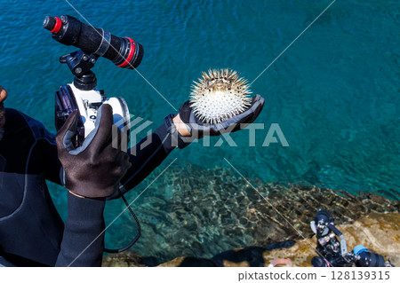 Angry and inflated porcupine fish. Hirizohama Nakagi Minamiizu Town Izu Peninsula Shizuoka Prefecture 2024 Angry and inflated porcupine fish. Hirizohama Nakagi Minamiizu Town Izu Peninsula Shizuoka Prefecture 2024 128139315