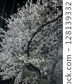 夜晚的櫻花 128139332