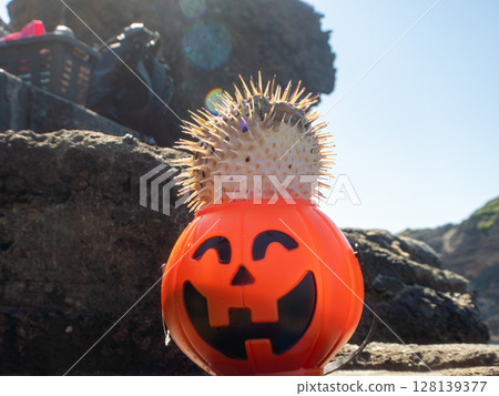 Halloween pumpkin and angry inflatable beautiful porcupine fish Hirizohama Nakagi Minamiizu Town Izu Peninsula Shizuoka Prefecture 2024 128139377