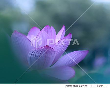 一朵美麗的蓮花 128139502