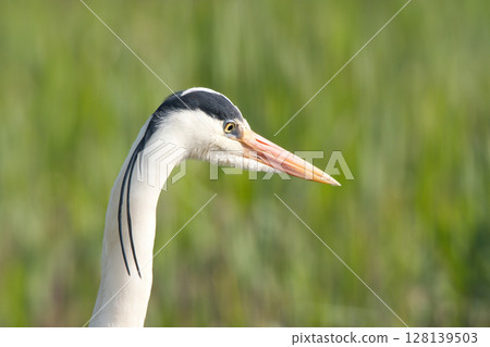 薩吉在水邊尋找食物 128139503