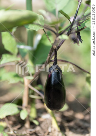 Eggplant of a field Eggplant of a field 128139509
