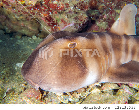 一隻美麗的大貓鯊(真鯊科)正在水下洞穴中睡覺。 2024年,靜岡縣伊豆半島南伊豆町,Hirizohama Nakagi 一隻美麗的大貓鯊(真鯊科)正在水下洞穴中睡覺。 2024年,靜岡縣伊豆半島南伊豆町,Hirizohama Nakagi 128139535