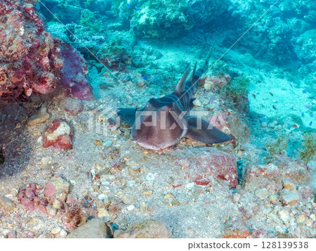 一隻美麗的大貓鯊（真鯊科）正在水下洞穴中睡覺。 2024年，靜岡縣伊豆半島南伊豆町，Hirizohama Nakagi 128139538