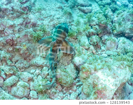 Big beautiful cat shark (family Carcharhinidae) sleeping in an underwater cave. Hirizohama Nakagi Minamiizu Town Izu Peninsula Shizuoka Prefecture 2024 128139543