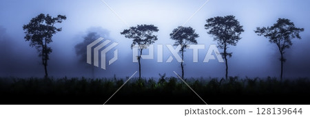 Serene Foggy Landscape with Silhouetted Trees in Blue Hues at Dawn 128139644