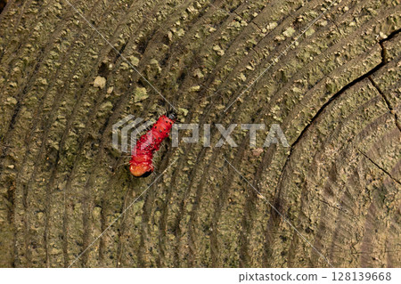 斑點蛾的幼蟲在樹樁上爬行 128139668