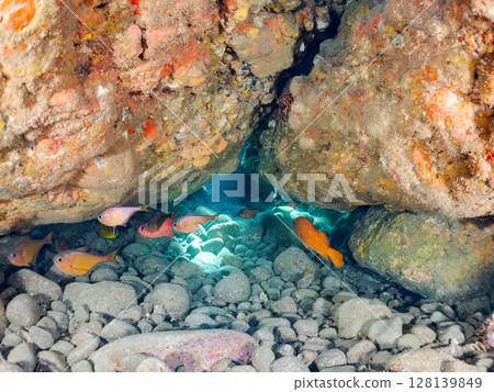 洞穴中的石斑魚、紅鯛魚、魟魚、蝴蝶魚、日本魟魚、南方斑龜和其他魚類。 Hirizohama Nakagi 洞穴中的石斑魚、紅鯛魚、魟魚、蝴蝶魚、日本魟魚、南方斑龜和其他魚類。 Hirizohama Nakagi 128139849