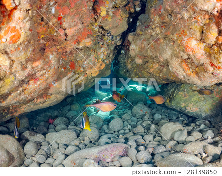 洞穴中的石斑魚、紅鯛魚、魟魚、蝴蝶魚、日本魟魚、南方斑龜和其他魚類。 Hirizohama Nakagi 128139850