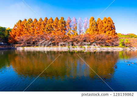 The outer moat and metasequoia trees of Osaka Castle Park The outer moat and metasequoia trees of Osaka Castle Park 128139862