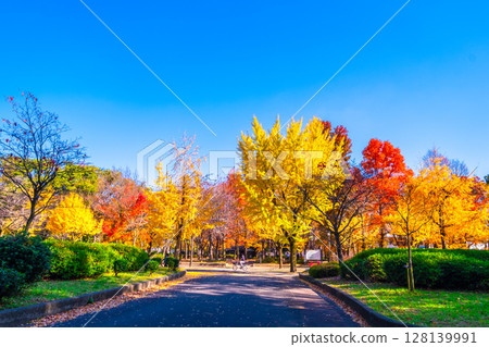 大阪城公園裡明亮的秋葉 128139991